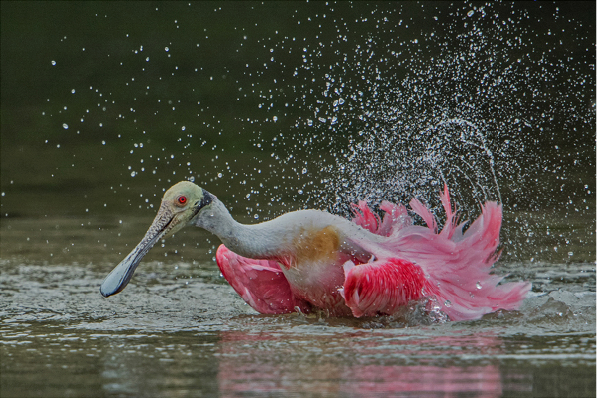 Splashing Spoonbill